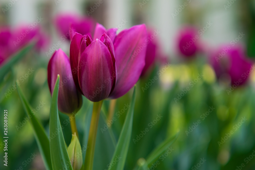 Obraz premium large purple tulip flowers, type of flowers Tulipa