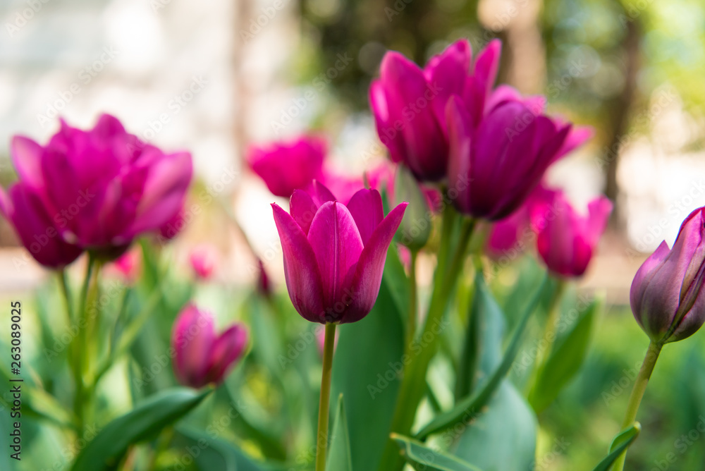 large purple tulip flowers, type of flowers Tulipa
