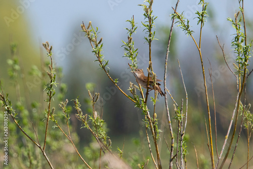 Savi`s Warbler singing in Dutch reed field.