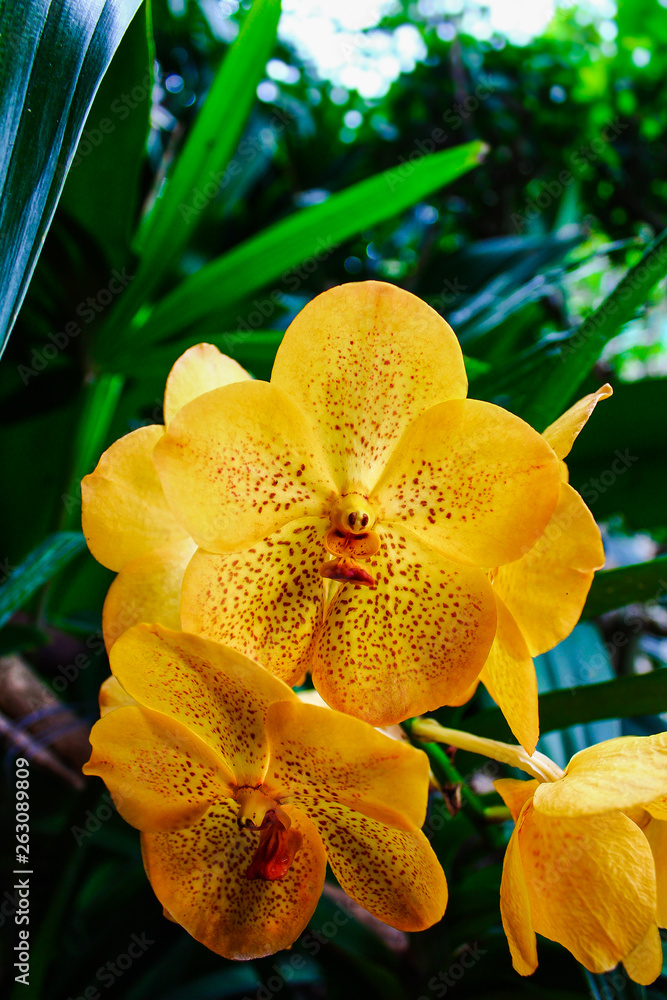 Fototapeta premium Primer plano de orquídea color amarillo. Jardín botánico.