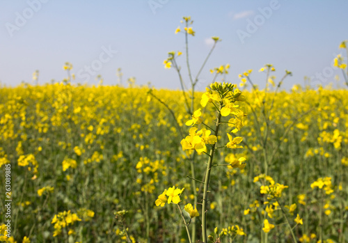 Rape. Yellow flowers bloom in the fields on a clear sunny day.