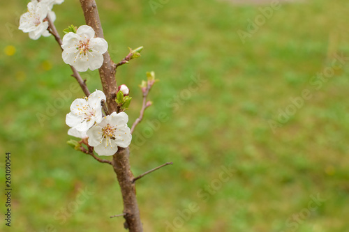 branch with white flowers in spring on a green background