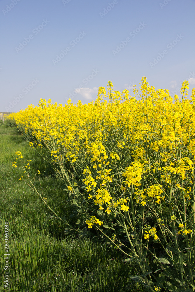Obraz premium Rape. Yellow flowers bloom in the fields on a clear sunny day.
