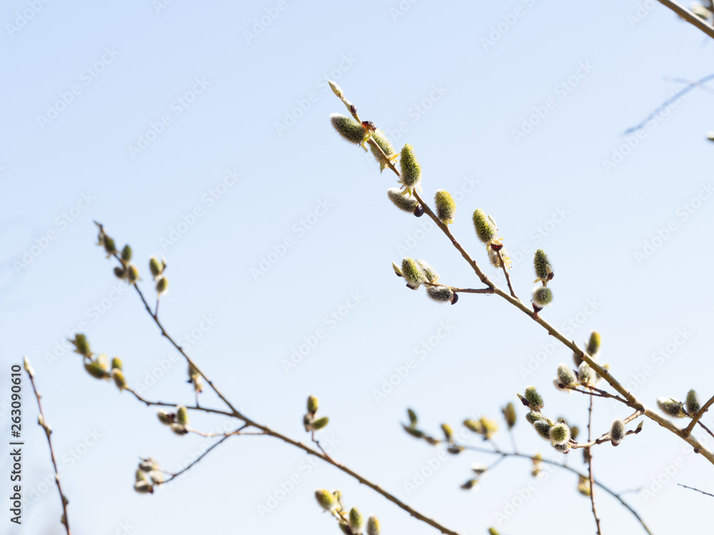 Branches of a willow on a sunny day against the blue sky. Branches of a willow on a sunny day against the blue sky.
