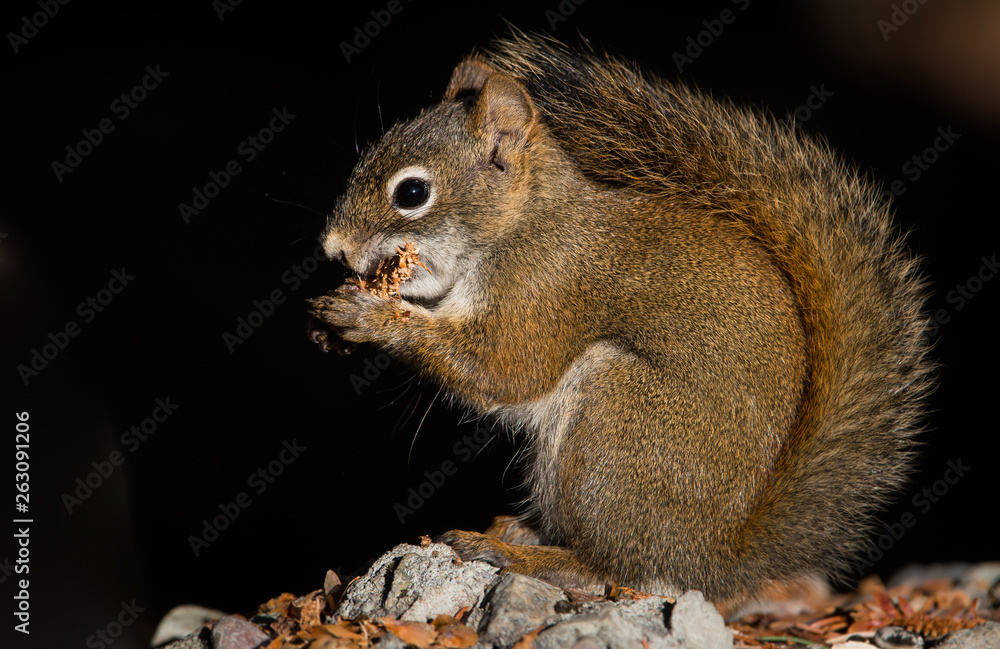 Fototapeta premium Red squirrel in the mountains