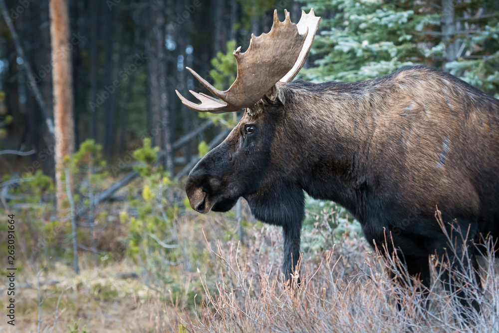 Bull moose in the early winter Bull moose in the early winter