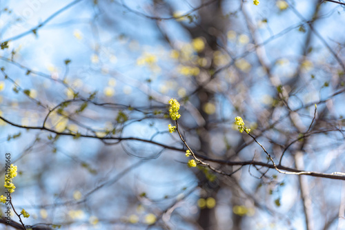 Yellow spicebush flowers against a blue sky in early Spring