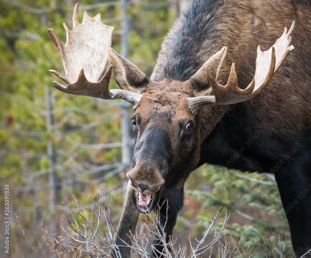 Bull moose in the early winter Bull moose in the early winter