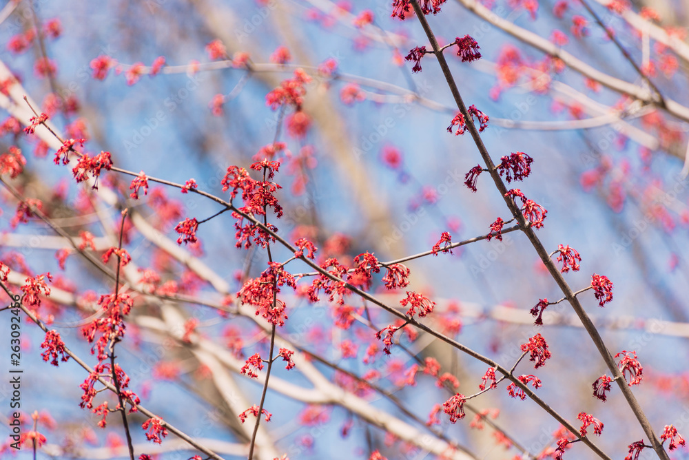 Japanese maple leaves and blue sky in early spring Japanese maple leaves and blue sky in early spring