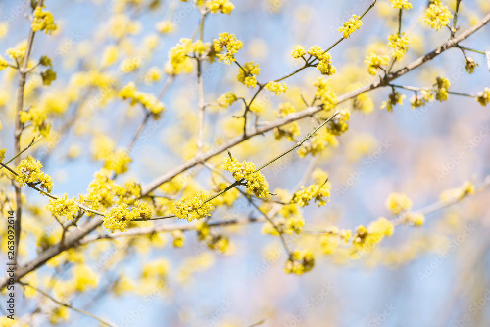 Yellow spicebush flowers in early Spring Yellow spicebush flowers in early Spring
