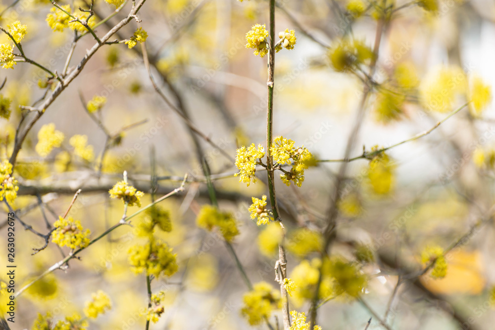 Yellow spicebush flowers in early Spring Yellow spicebush flowers in early Spring