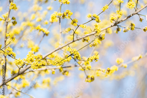 Yellow spicebush flowers in early Spring