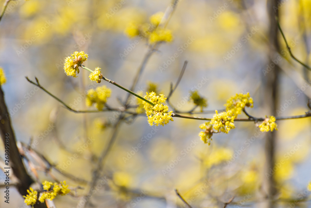 Yellow spicebush flowers in early Spring Yellow spicebush flowers in early Spring