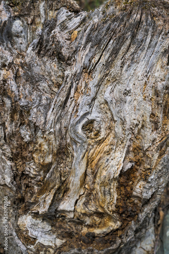 texture of bark of a tree