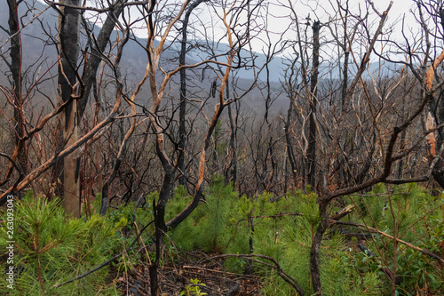 Behang Burnt tree stump with new foliage