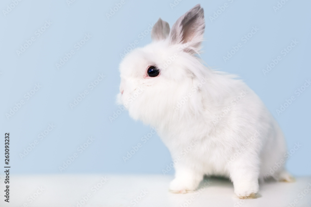 A fluffy white Jersey Wooly rabbit