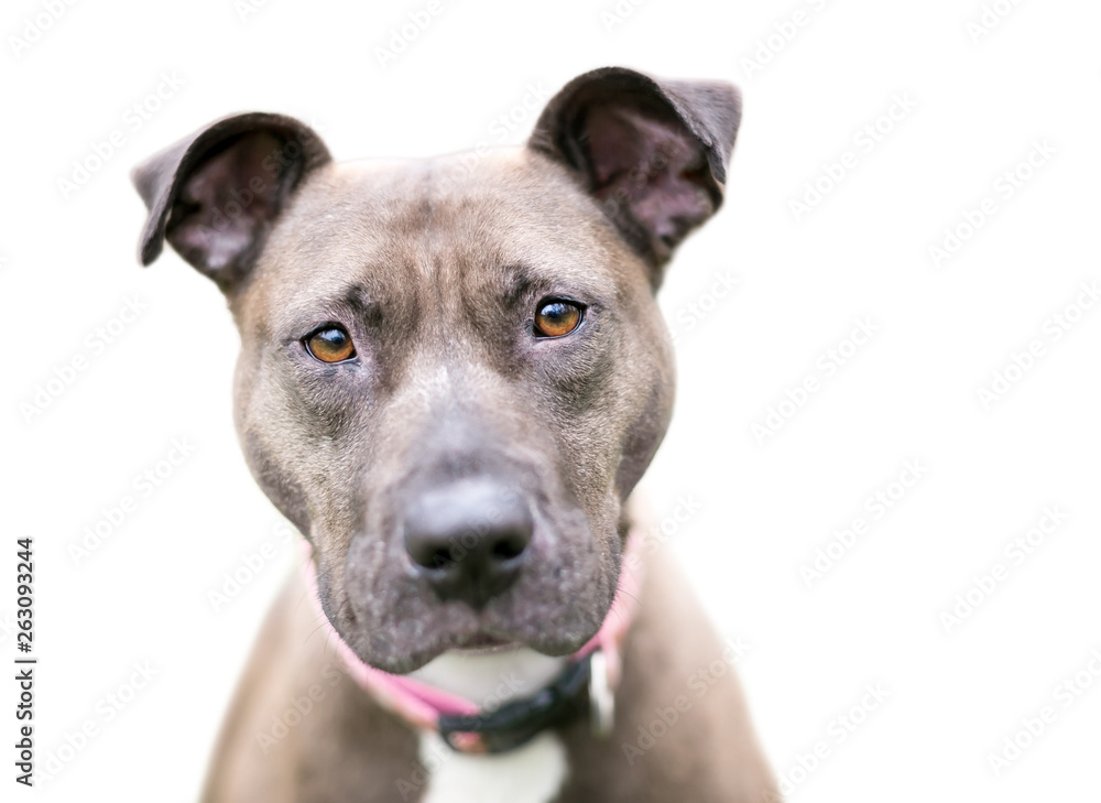A brown and white Pit Bull Terrier mixed breed dog looking at the camera