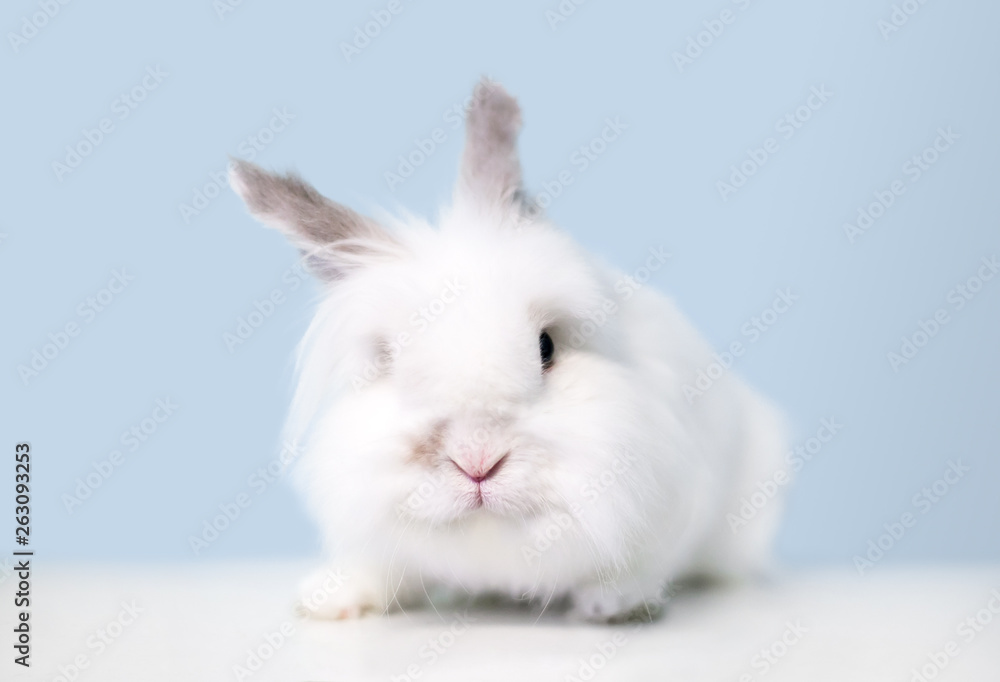 A fluffy white Jersey Wooly rabbit