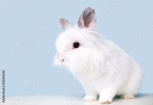 A fluffy white Jersey Wooly rabbit © Mary Swift