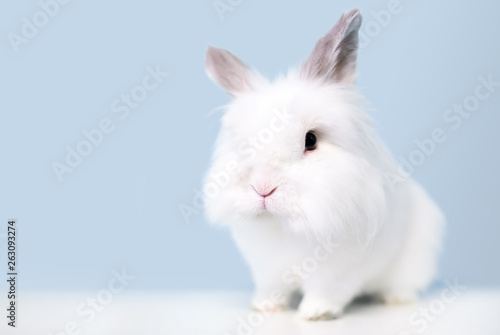 A fluffy white Jersey Wooly rabbit