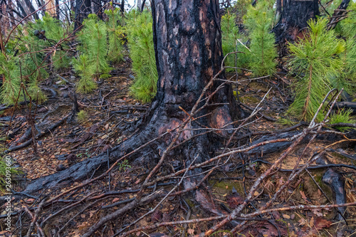 Burnt tree stump with new foliage