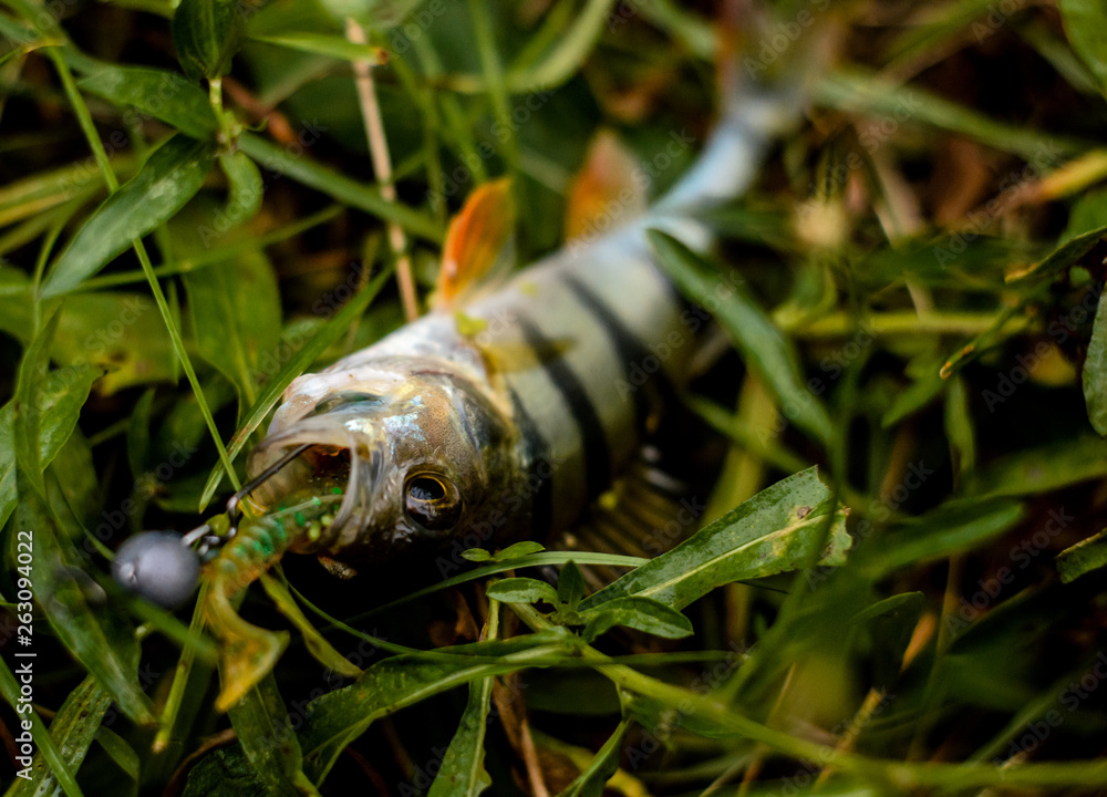 caterpillar on a leaf