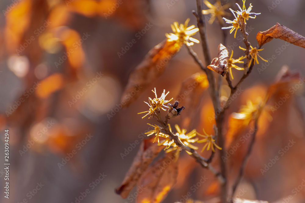 yellow vernal witchhazels blooming in late winter