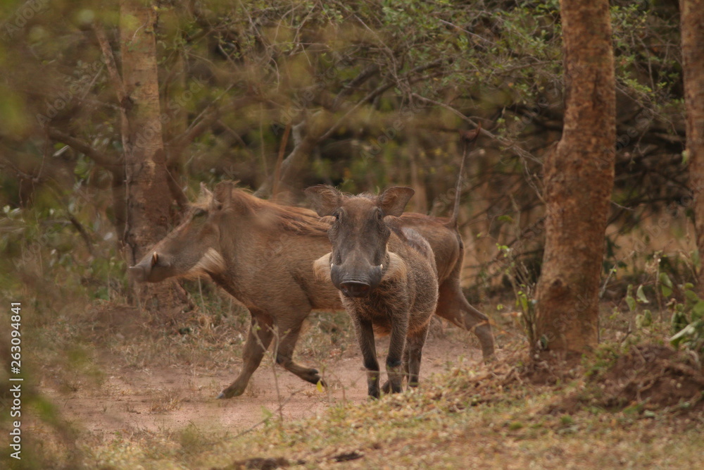 The common warthog, a wild member of the pig family (Suidae) found in grassland, savanna, and woodland in sub-Saharan Africa. The common warthog, a wild member of the pig family (Suidae) found in grassland, savanna, and woodland in sub-Saharan Africa.