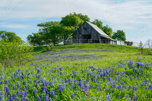 View of old barn with bluebonnet field in front near Texas Hill Country
