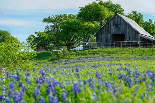 View of old barn with bluebonnet field in front near Texas Hill Country