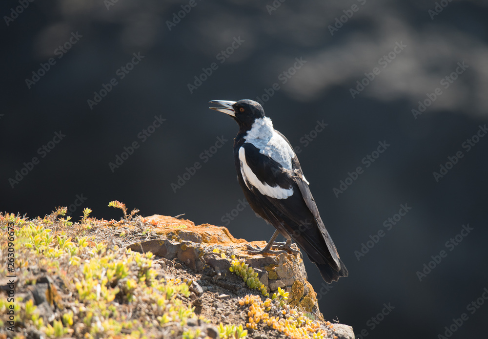 Fototapeta premium Australian Magpie
