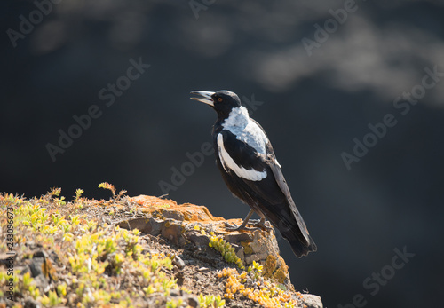 Australian Magpie