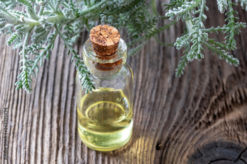 A bottle of santolina essential oil with fresh Santolina chamaecyparissus