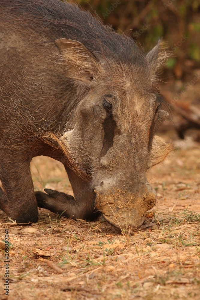 The common warthog, a wild member of the pig family (Suidae) found in grassland, savanna, and woodland in sub-Saharan Africa. The common warthog, a wild member of the pig family (Suidae) found in grassland, savanna, and woodland in sub-Saharan Africa.