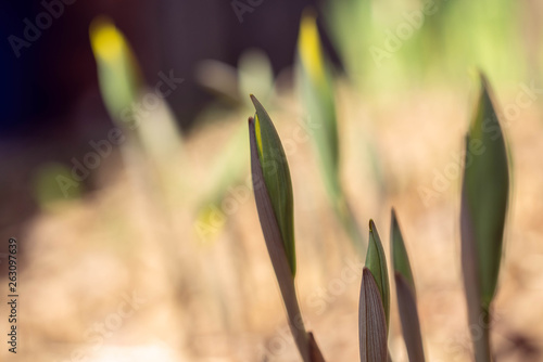 Yellow bellwort flowers in early Spring photo