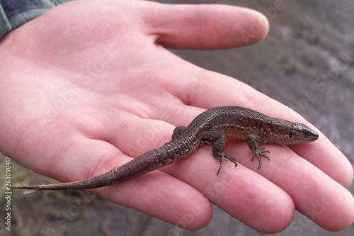 A small lizard in his hands against the grass. Wild reptile close-up held by man