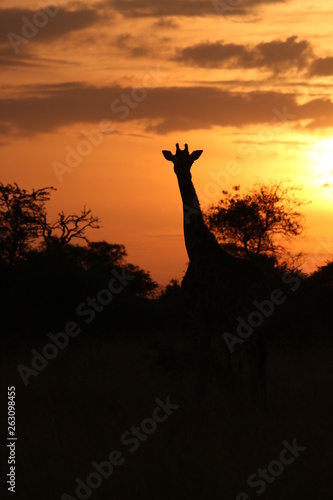 Rothschild's giraffe, a subspecies of the giraffe occurring in Uganda. A silhouette of the well known african animal.