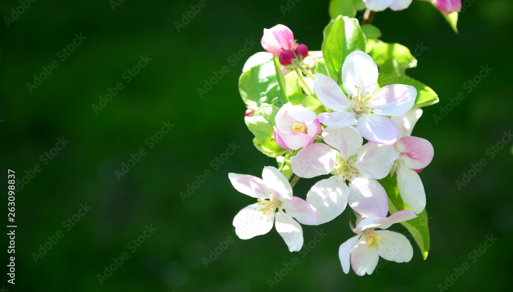 Wunderschöne Blüten eines Apfelbaumes vor dunklen Hintergrund Wunderschöne Blüten eines Apfelbaumes vor dunklen Hintergrund