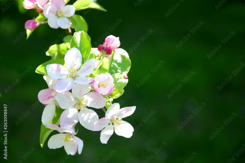 Obraz premium Apfelblüte - Blütezeit - Obstbaumblüte