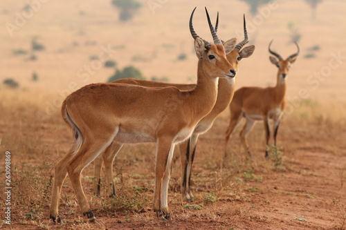 The Ugandan kob, a subspecies of the kob, a type of reddish antelope occurring in sub-Saharan Africa. Picture from its natural environment.