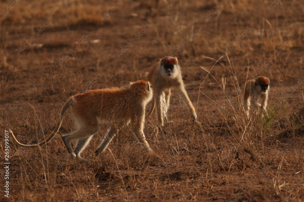 The patas monkey, also known as the wadi monkey or hussar monkey, is ground-dwelling monkey distributed over semi-arid areas of West Africa, and into East Africa. Picture from its natural environment. The patas monkey, also known as the wadi monkey or hussar monkey, is ground-dwelling monkey distributed over semi-arid areas of West Africa, and into East Africa. Picture from its natural environment.