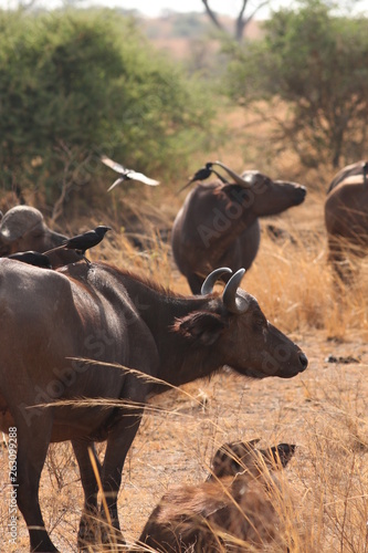 Fototapeta Naklejka Na Ścianę i Meble -  The African buffalo, also called the Cape buffalo (Syncerus caffer), a large Sub-Saharan African bovine. Picture from a safari in the savanna, natural environment of wild buffalos.