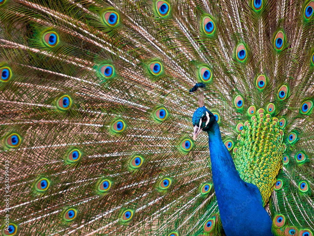 Fototapeta premium Peacock