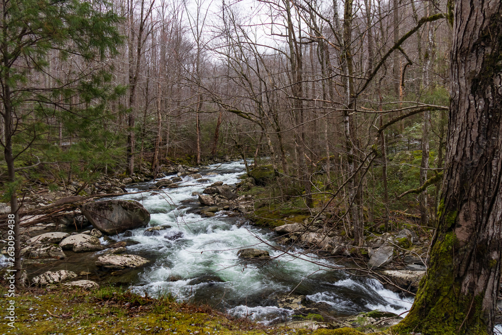 Mountain stream in Great Smoky Mountains National Park Mountain stream in Great Smoky Mountains National Park