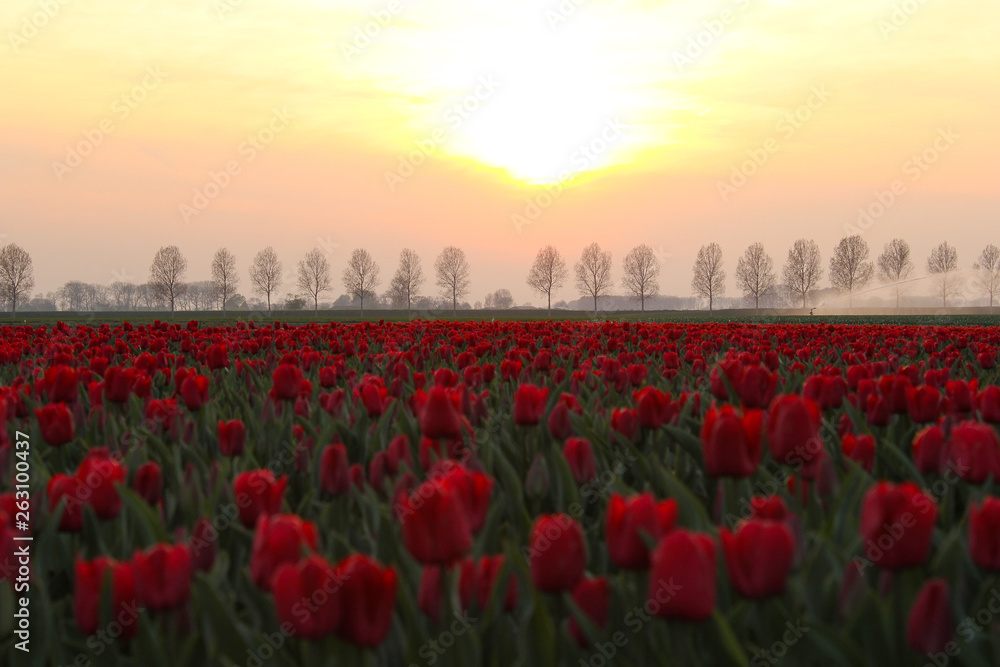 orange sunset over a red bulb field with tulips in holland