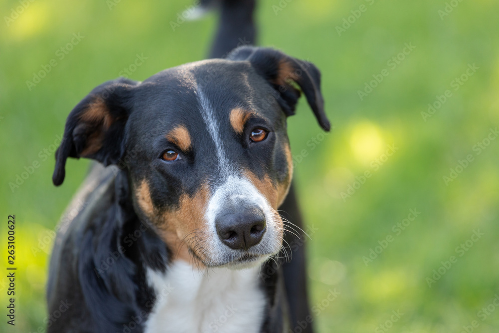 Appenzeller Mountain Dog, portrait of a dog close-up