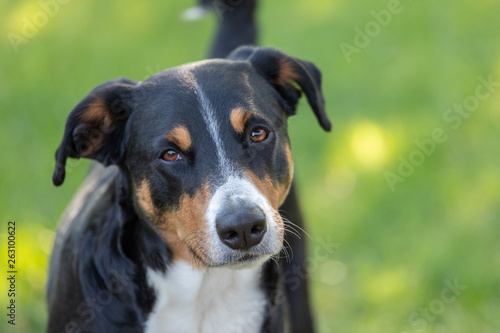Appenzeller Mountain Dog, portrait of a dog close-up