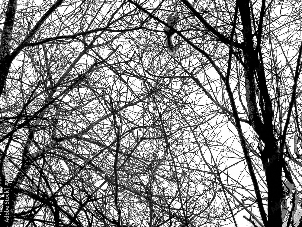 The texture of the branches against the empty sky. Real background in the form of a dead tree and sitting squirrel. The surreal landscape is suitable for Halloween The texture of the branches against the empty sky. Real background in the form of a dead tree and sitting squirrel. The surreal landscape is suitable for Halloween