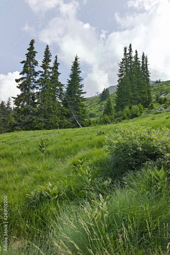 Summer Landscape of Vitosha Mountain, Sofia City Region, Bulgaria Summer Landscape of Vitosha Mountain, Sofia City Region, Bulgaria