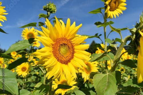 A closeup of a sunflower in a field